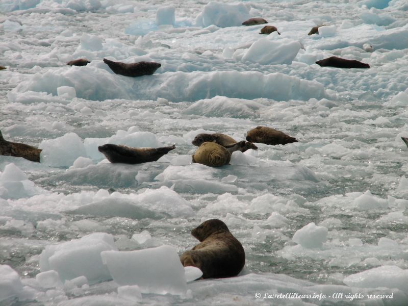 Une colonie de phoques au pied du glacier