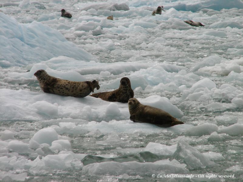 des phoques installes sur leurs icebergs