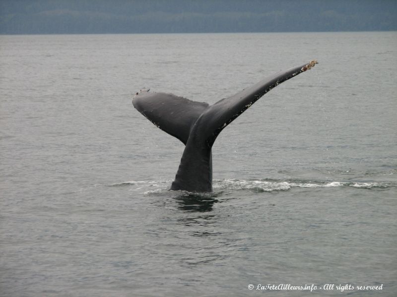 La baleine plonge