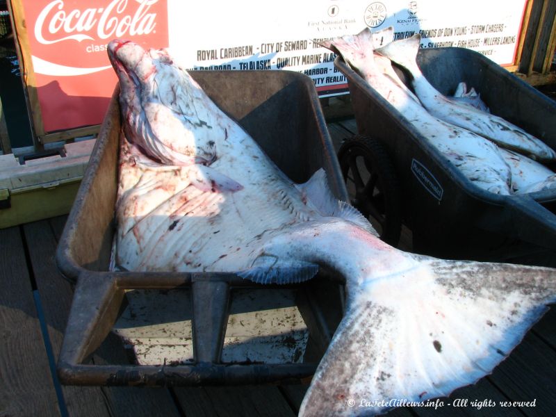 Certains specimens d'halibut atteignent une taille ''honorable''