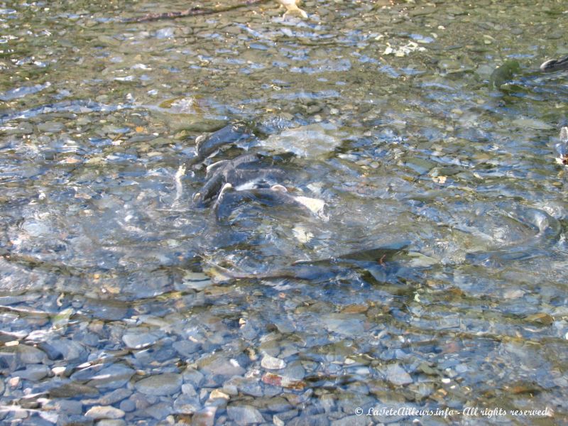 Des saumons essayant de rejoindre la riviere ou ils sont nes