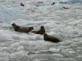 des phoques installes sur leurs icebergs