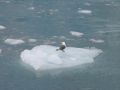 Une mouette ne semble pas avoir froid aux pattes sur son iceberg