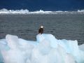 Un aigle a tete blanche (le symbole des USA) contemplant cette mer d'icebergs