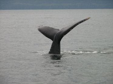 La baleine plonge