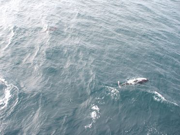 Lors du retour, quelques dauphins nous accompagnent