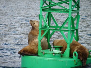 Deux lions de mer sur leur bouee
