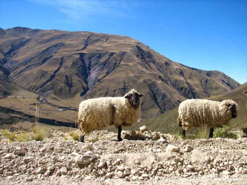 Quelques moutons isolés