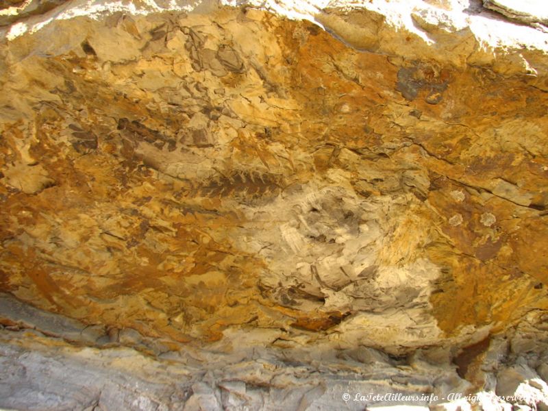 Des fossiles de feuilles sont bien visibles