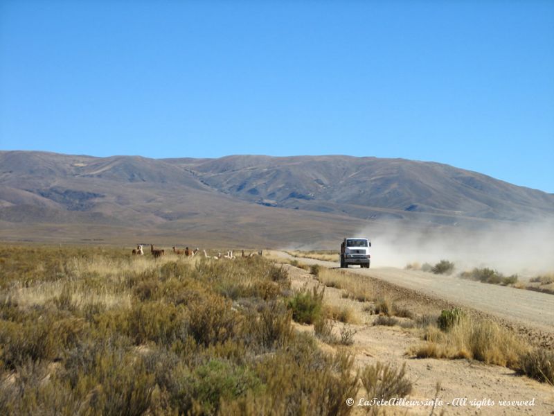 Les lamas, domestiqués, sont habitués aux véhicules