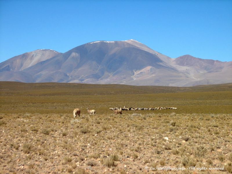 Vigognes et lamas sur la route des nuages