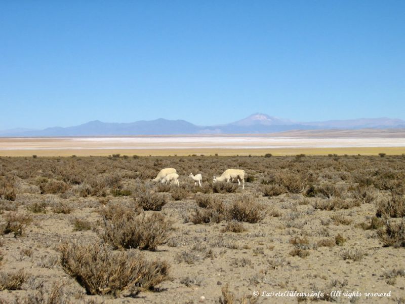 Lamas des plateaux de la Puna