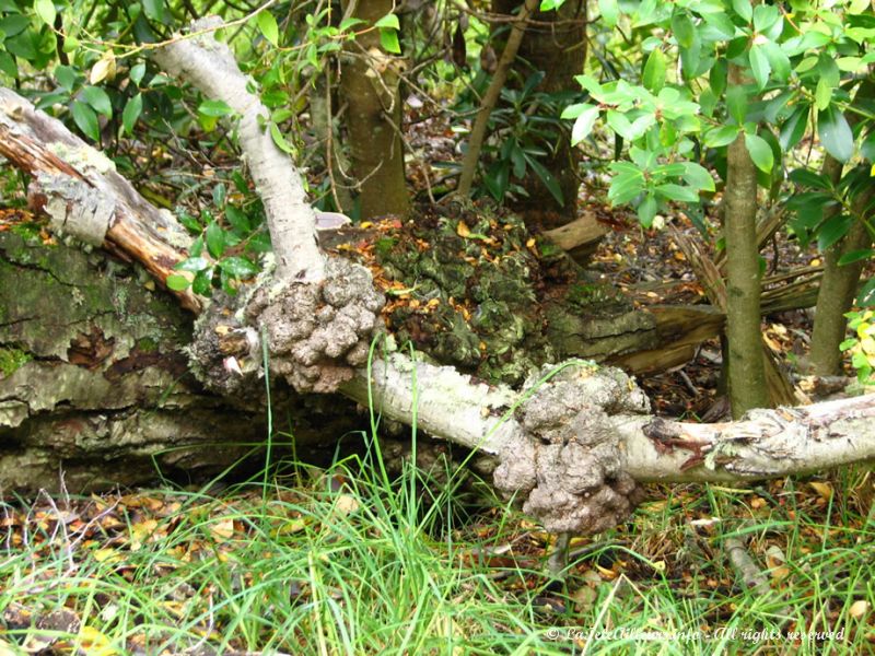 Ces noeuds sont le moyen de défense des arbres contre les champignons parasites.