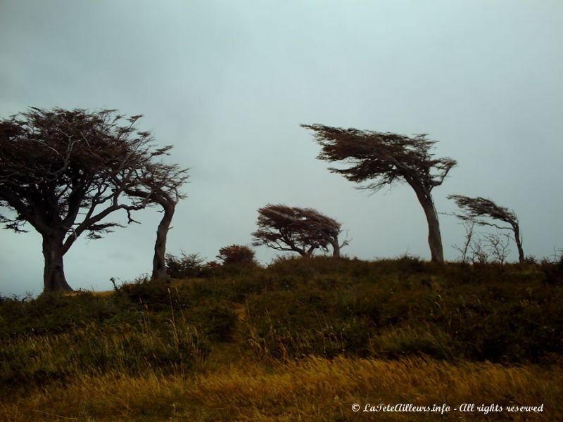 Les vents violents figent les arbres dans des positions incensées...
