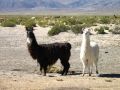 Ces rubans servent à reconnaître les lamas