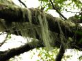 Preuve de l'abscence totale de pollution, les arbres sont recouverts de ces ''barbes de vieux'', du lichen