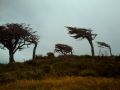 Les vents violents figent les arbres dans des positions incensées...