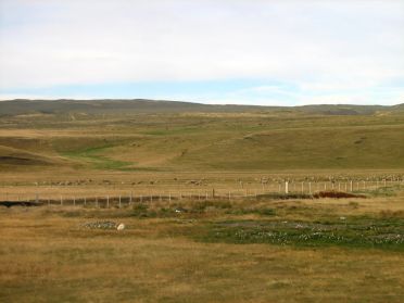 Les moutons sont rois ici !