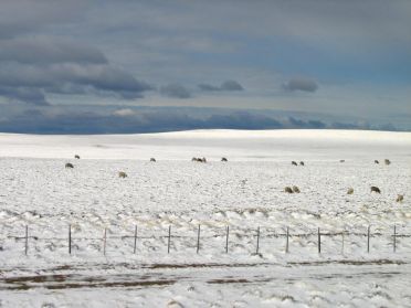 Y'a-t-il encore un peu d'herbe verte pour les moutons?