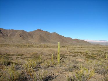 Cactus sur la route de Cachi
