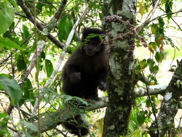 Nous aurons même la chance d'y croiser quelques singes bien marrants