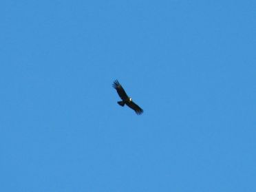 Un condor, oiseau mythique des Andes !