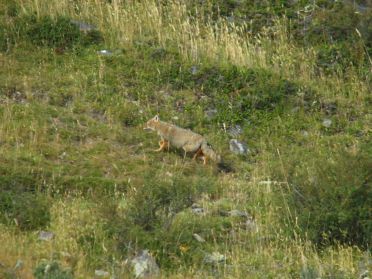 Les renards, appelés zorros, sont nombreux en Terre de Feu.