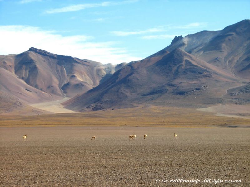 Vicuñas à plus de 4000m d'altitude