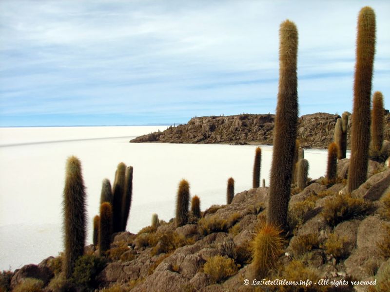 Une île remplie de cactus échouée au milieu du Salar d'Uyuni