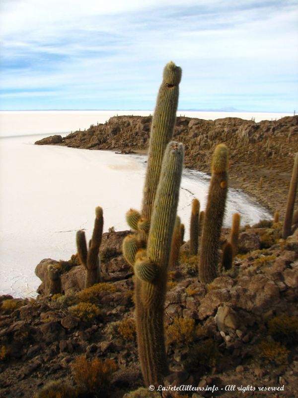 La Isla del Pescado de San Juan, au coeur du Salar d'Uyuni
