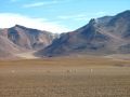 Vicuñas à plus de 4000m d'altitude