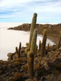 La Isla del Pescado de San Juan, au coeur du Salar d'Uyuni