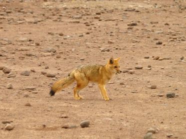 Dernier renard aper&ccedil;u au Sud Lipez