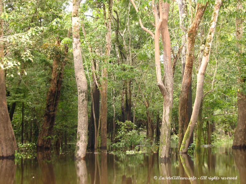 A cette époque, le niveau des eaux n'est pas encore à son maximum, mais les forêts sont déjà en partie inondées