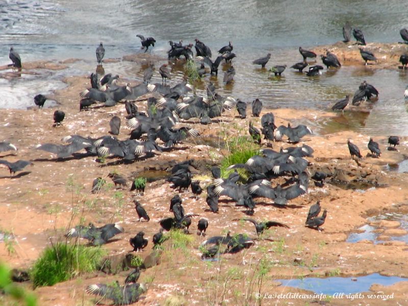 Au pied des chutes, de nombreux vautours attendent... les cadavres charriés par les eaux ?