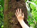 Les Indiens se servent de ces fourmis en se les écrasant sur le corps pour masquer leur odeur corporelle et comme antimoustique