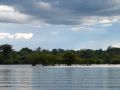 Arbres immergÃ©s en Amazonie