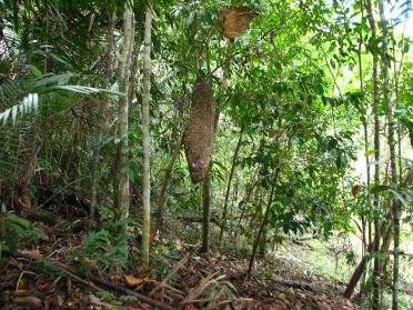 D'&eacute;normes fourmili&egrave;res pendent des arbres