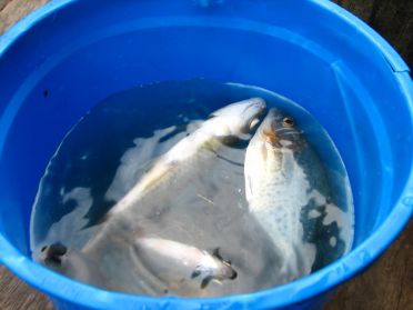 La récolte du jour : une dizaine de piranhas pour la soupe de demain