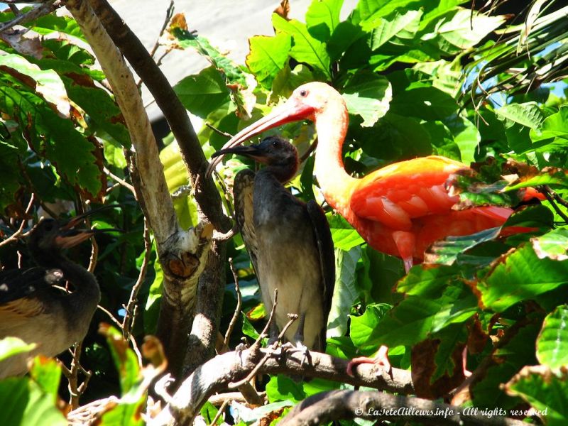 Un ibis et ses petits
