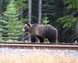 Un grizzli marchant sur les rails a quelques metres de nous !