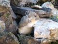 De nombreuses petites marmottes nichent dans les rochers