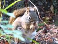 Un ecureuil grignottant une pomme de pin