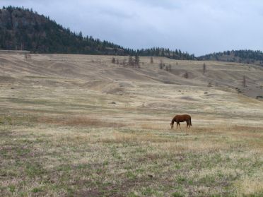 Les forets laissent place aux prairies