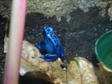 Une dendrobate d'un bleu incroyable