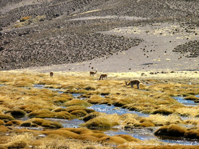 Quelques vicuñas à proximité du Parc National Lauca