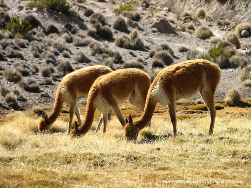 Trois vicuñas broutant à proximité du lac de Chungara