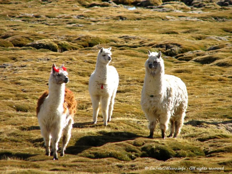 Alpacas appartenant aux habitants du village de Parinacota