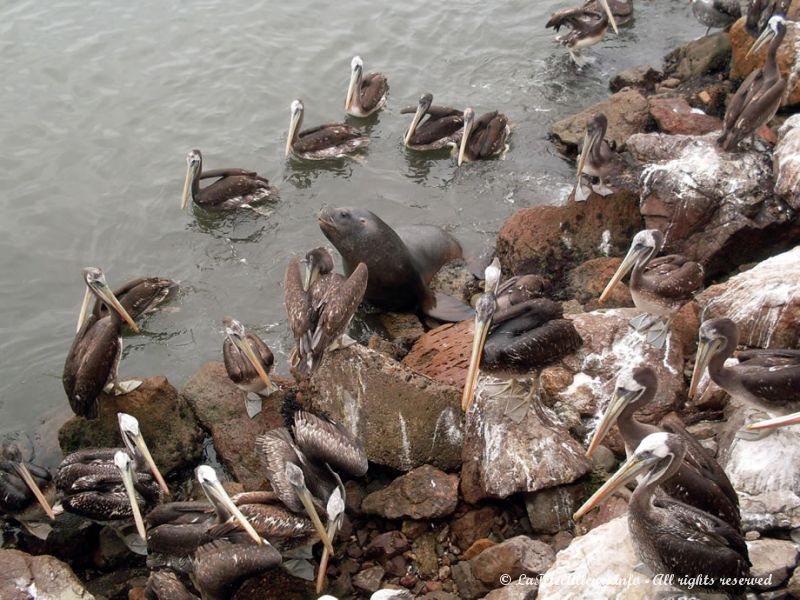 Otaries et pélicans se partagent les restes au port d'Arica...