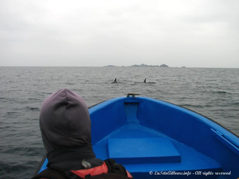 Les premiers dauphins à proximité du bateau